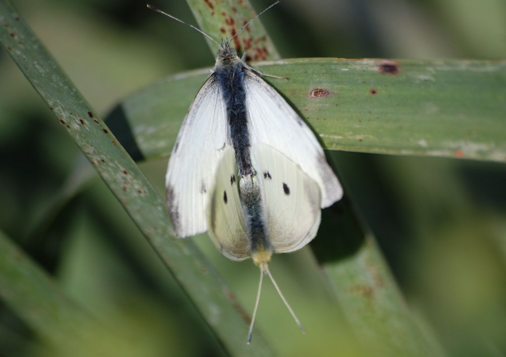 Pieris?